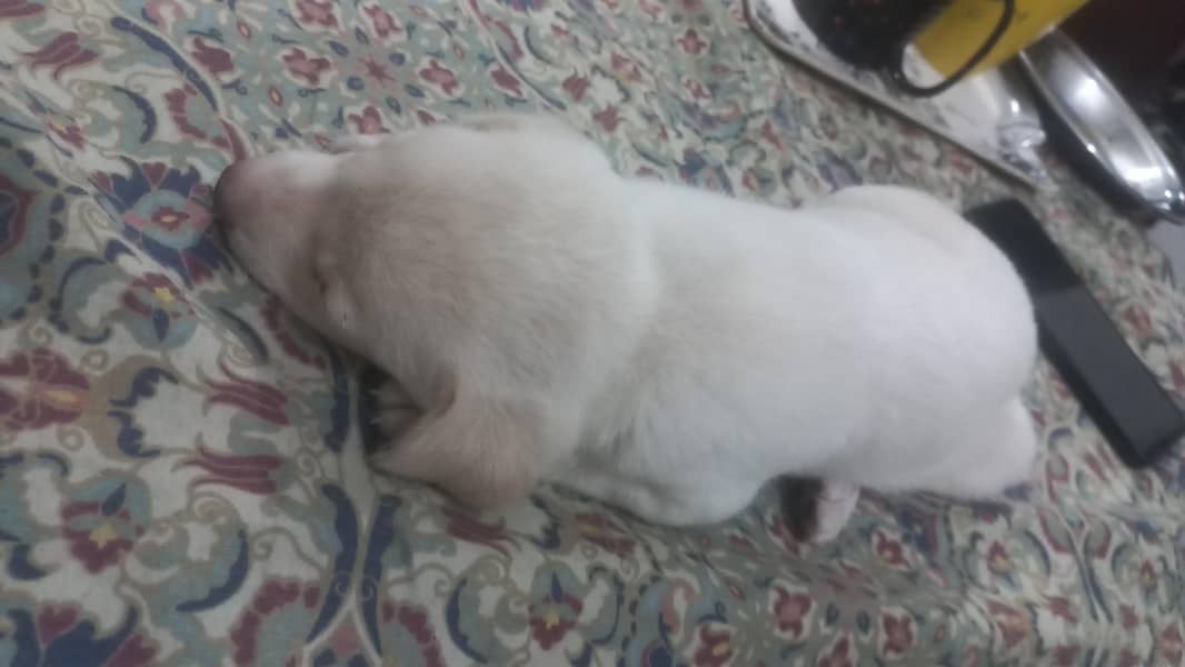 labrador 2
