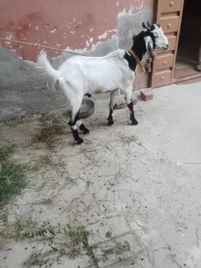 got for sale
