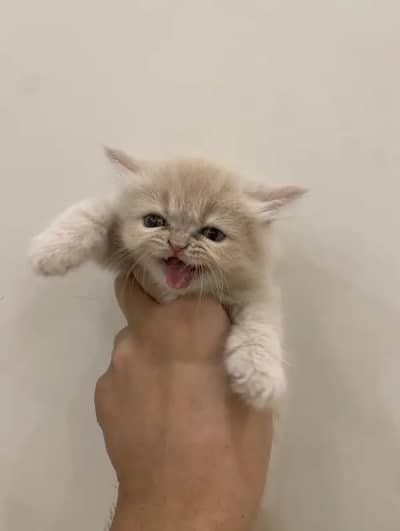 cash on delivery available Persian punch face cat kitten