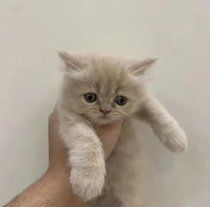 cash on delivery available Persian punch face cat kitten — photo 4