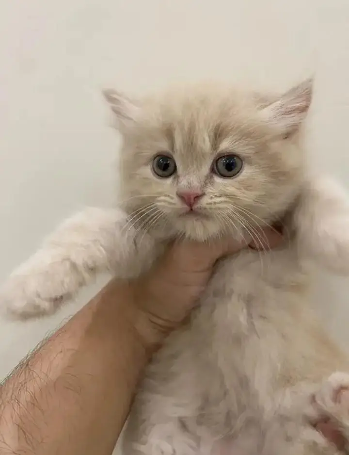 cash on delivery available Persian punch face cat kitten — photo 7