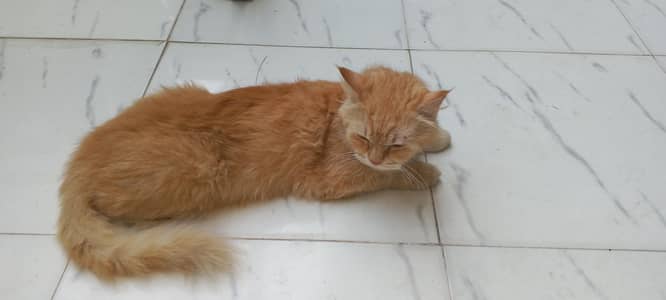 Persian cat for sale