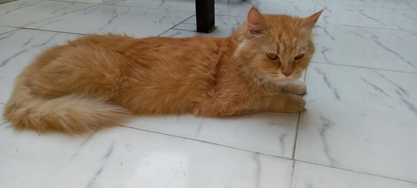 Persian cat for sale — photo 2