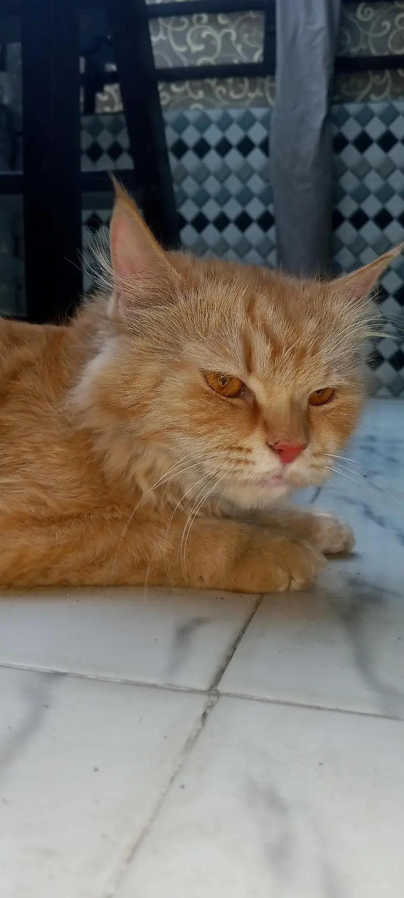 Persian cat for sale — photo 3