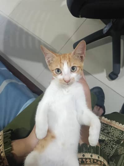 orange cat for sale