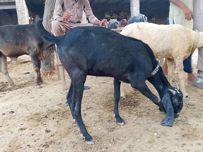 ایک ماہ کی گھبن بکری 0