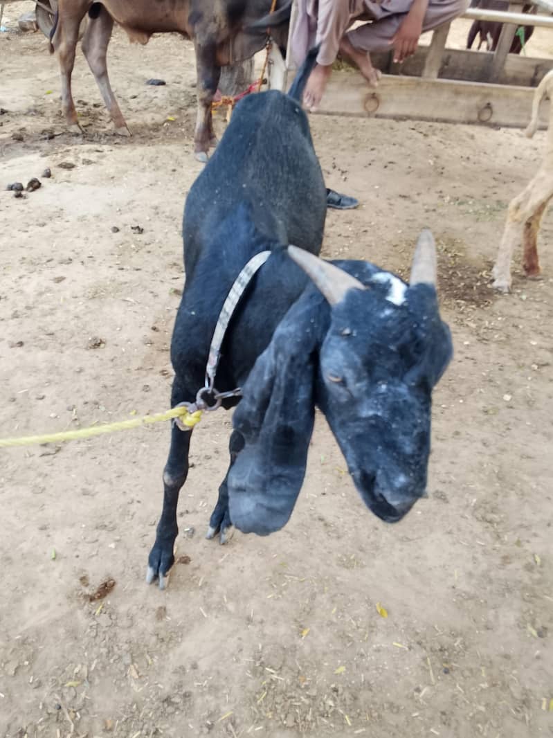 ایک ماہ کی گھبن بکری 2
