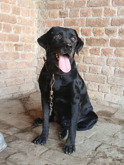 lab female dog,  pure black.
