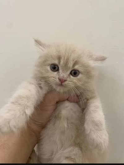 cash on delivery available Persian punch face cat kitten