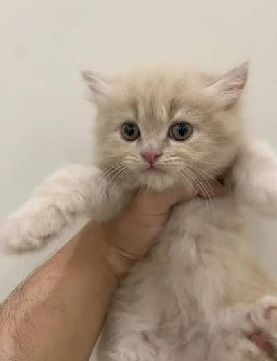 cash on delivery available Persian punch face cat kitten