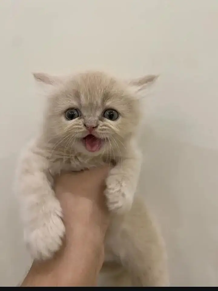 cash on delivery available Persian punch face cat kitten — photo 12