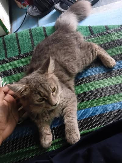 cat for sale