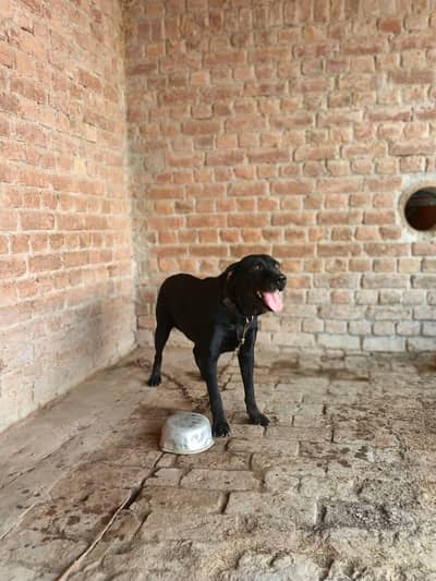 Labrador dog