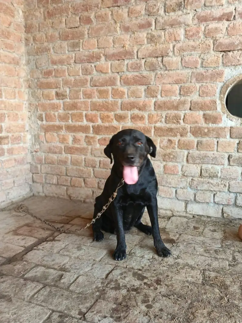 Labrador dog — photo 2