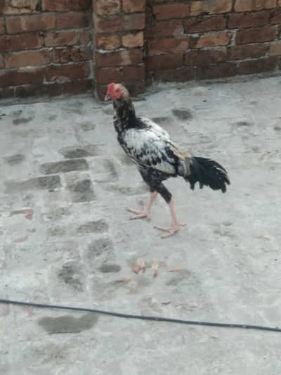 Beautiful chinna aseel for sale