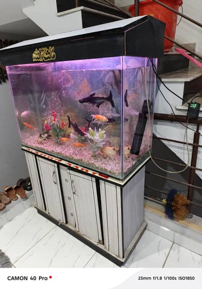 Aquarium with 10 fishes for sale