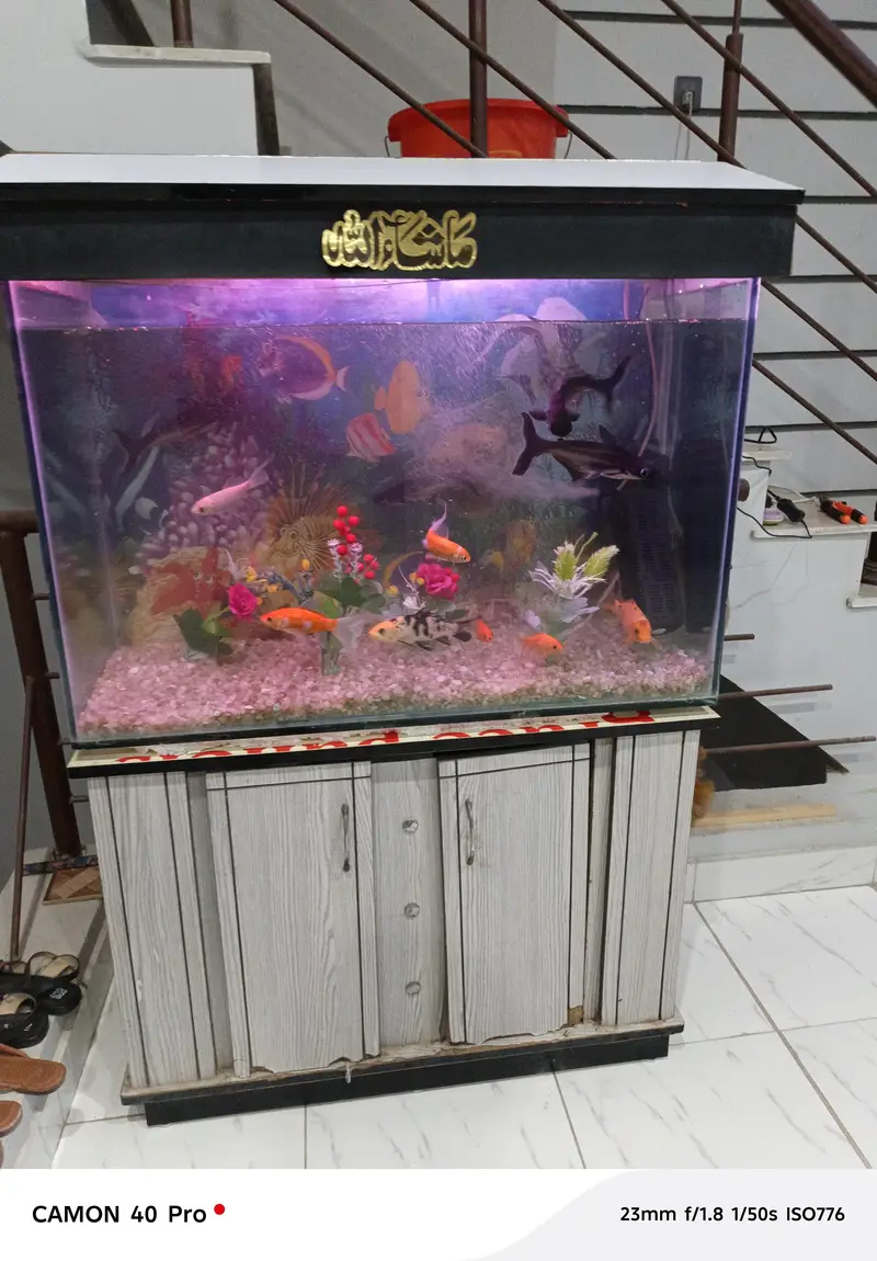 Aquarium with 10 fishes for sale — photo 2