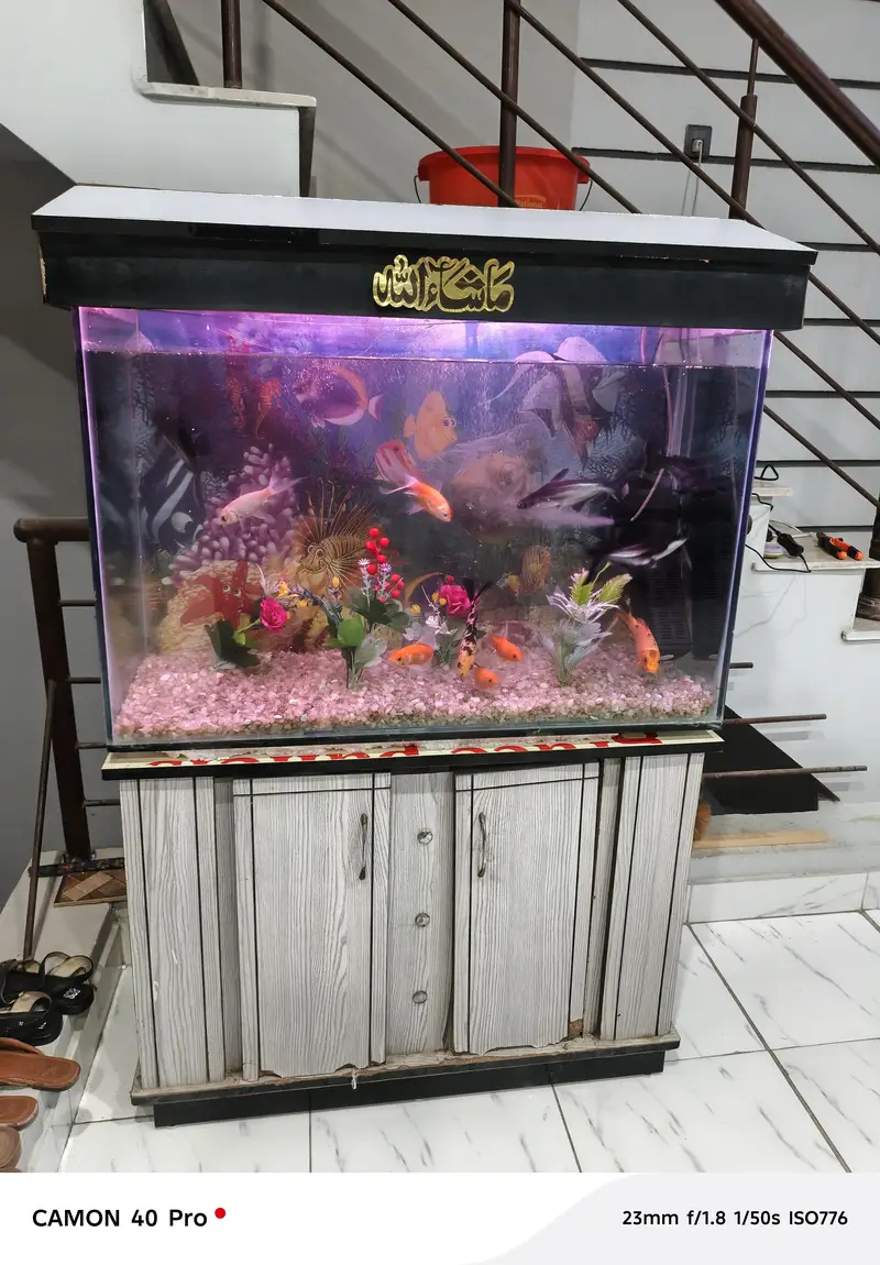 Aquarium with 10 fishes for sale — photo 3