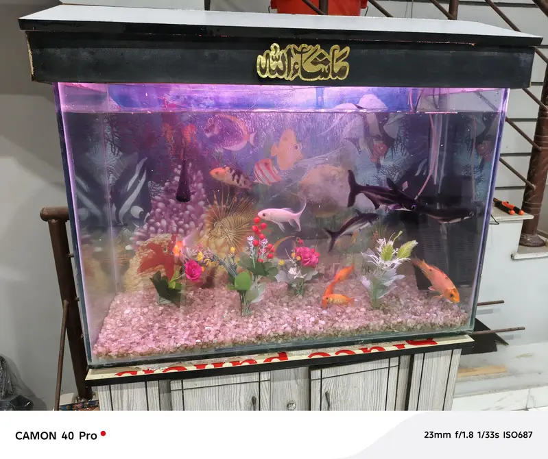 Aquarium with 10 fishes for sale — photo 4