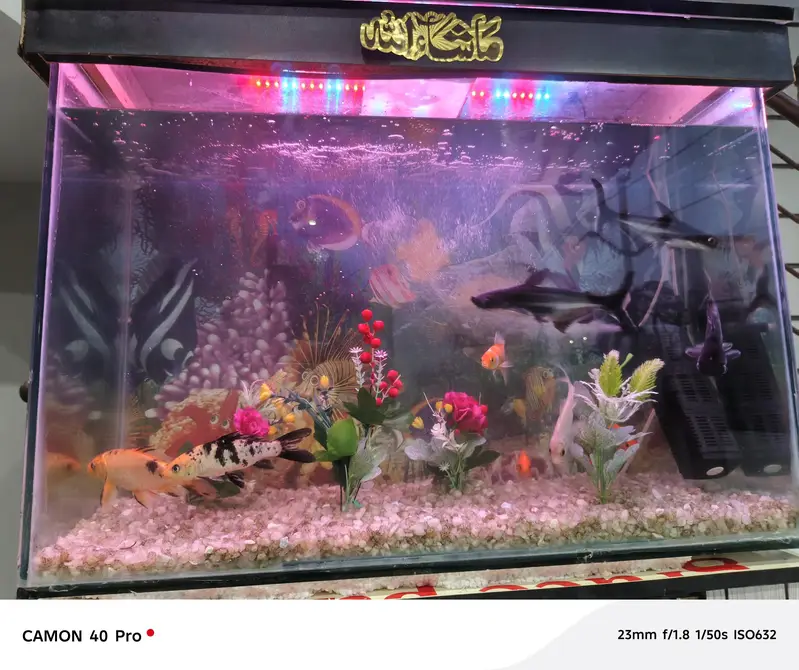 Aquarium with 10 fishes for sale — photo 5