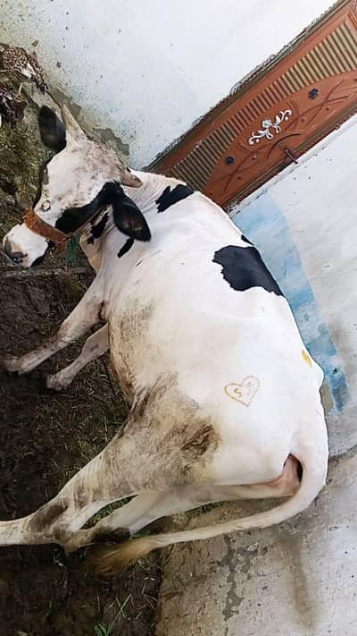 jercy Friesian cross