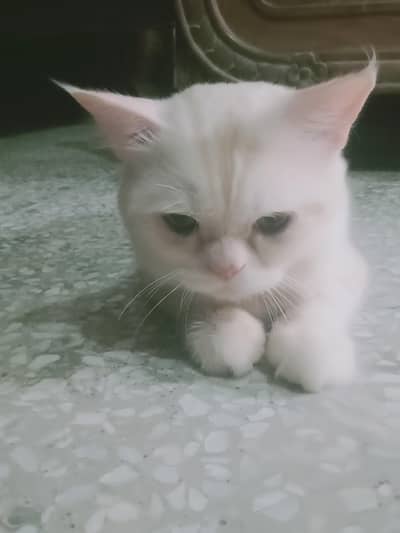 off white Persian cute cat for sale