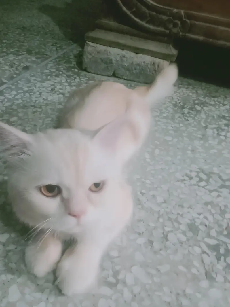 off white Persian cute cat for sale — photo 2