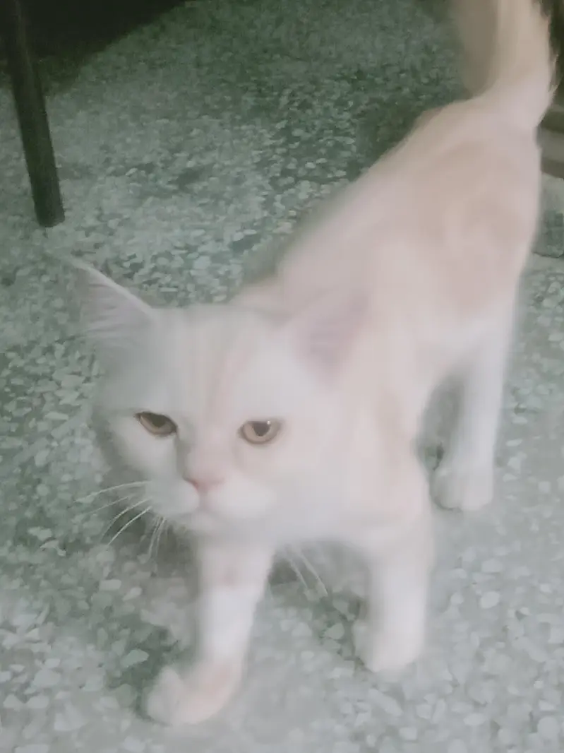 off white Persian cute cat for sale — photo 3