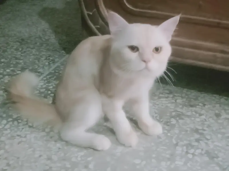 off white Persian cute cat for sale — photo 4