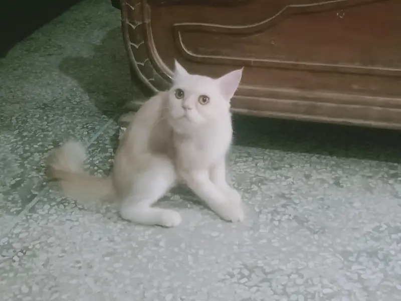 off white Persian cute cat for sale — photo 5