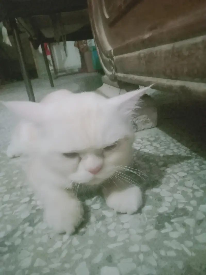 off white Persian cute cat for sale — photo 6