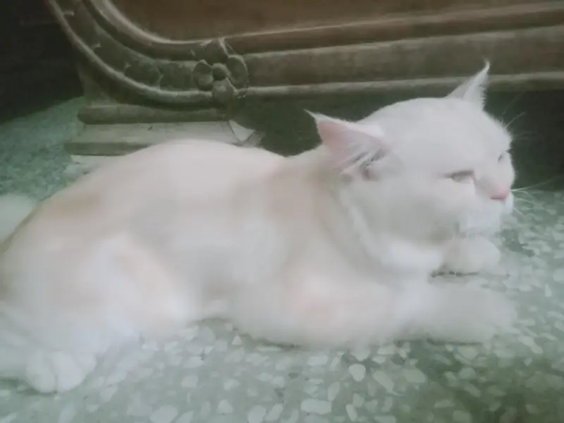 off white Persian cute cat for sale — photo 7
