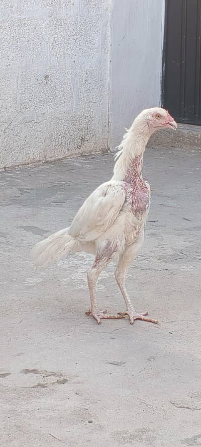 Heera patha for sale