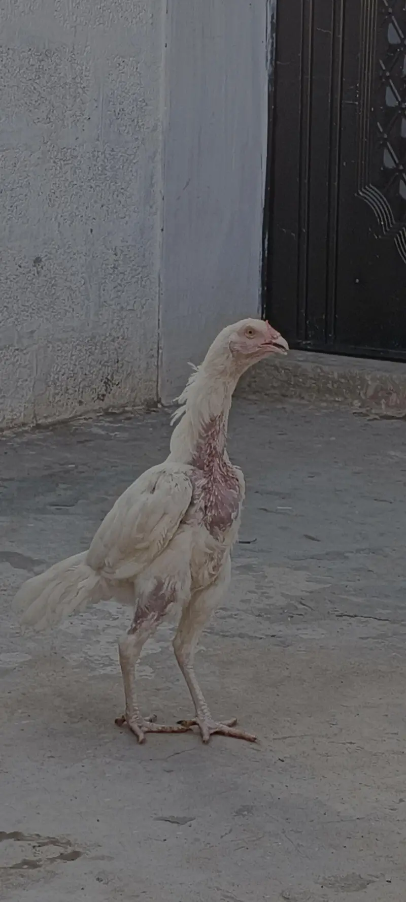 Heera patha for sale — photo 2