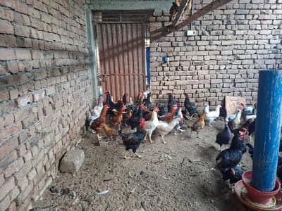 Golden Misri-Starter males and females for sale
