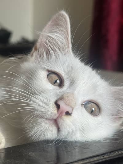 Persian Kitten For Sale