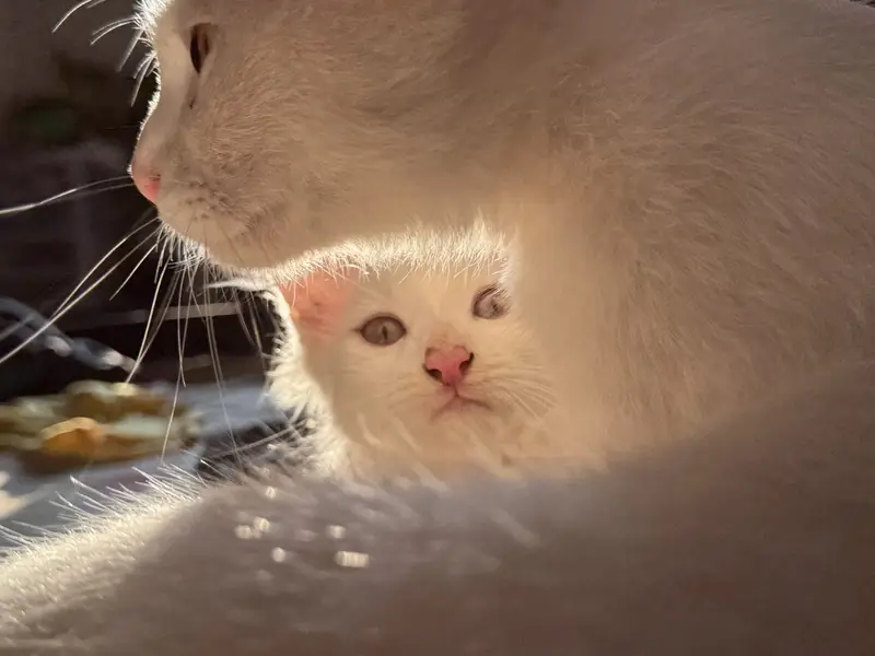 Persian Kitten For Sale — photo 2