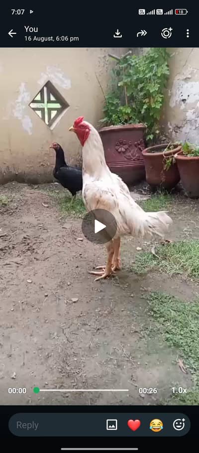 asil murga for sale hira nasl