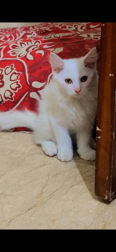 Persian Male Kitten