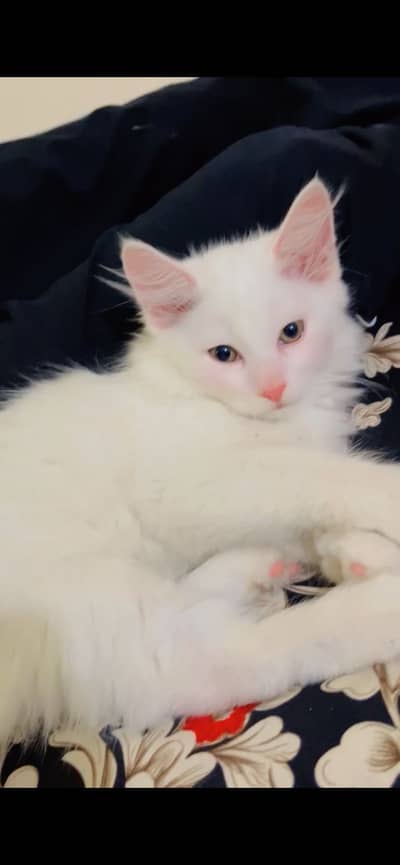 Persian Male Kitten