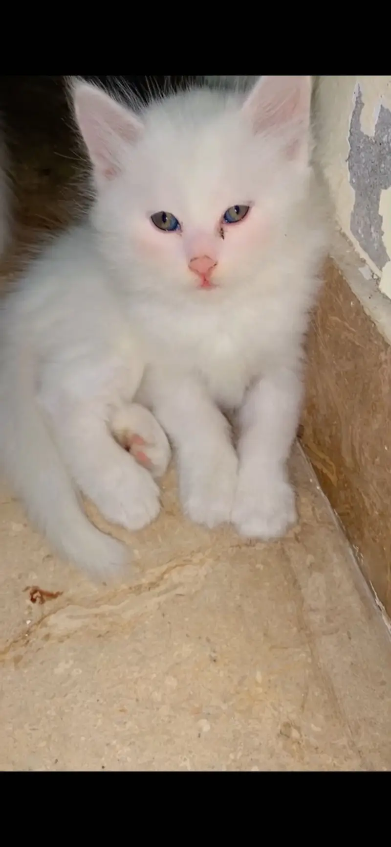 Persian Male Kitten — photo 3