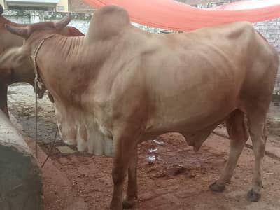 do bachre for sale meat weight aik ka 6 mun aur doosre ka 6.5 mun