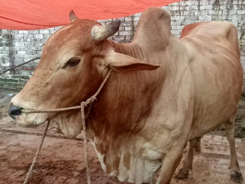 do bachre for sale meat weight aik ka 6 mun aur doosre ka 6.5 mun — photo 2