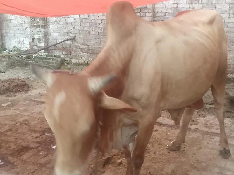 do bachre for sale meat weight aik ka 6 mun aur doosre ka 6.5 mun — photo 3