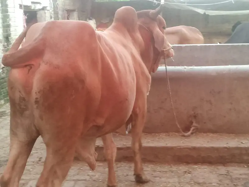do bachre for sale meat weight aik ka 6 mun aur doosre ka 6.5 mun — photo 4