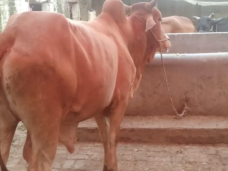 do bachre for sale meat weight aik ka 6 mun aur doosre ka 6.5 mun — photo 5