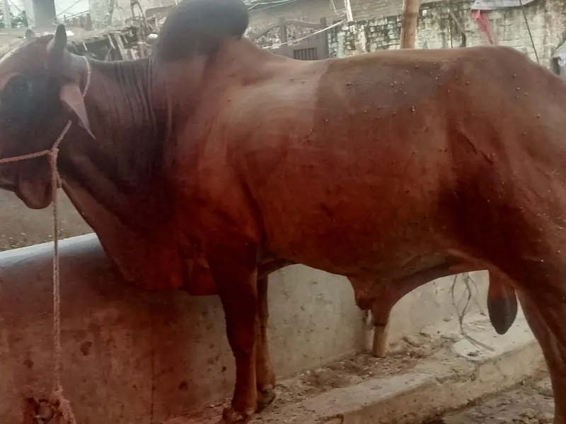 do bachre for sale meat weight aik ka 6 mun aur doosre ka 6.5 mun — photo 6
