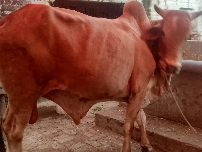 do bachre for sale meat weight aik ka 6 mun aur doosre ka 6.5 mun — photo 7
