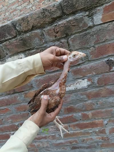 aseel shamo cross chick g