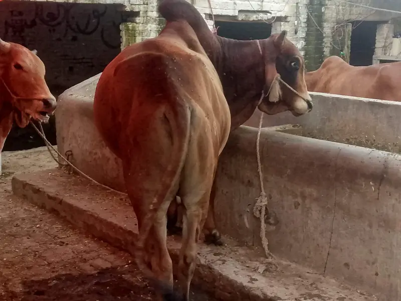 do bachre for sale meat weight aik ka 6 mun aur doosre ka 6.5 mun — photo 8